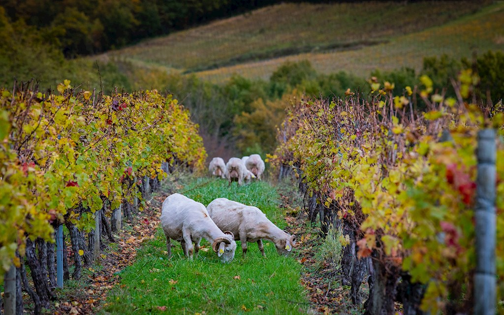 Les Terres d'Ocre Champs Carré 2020
